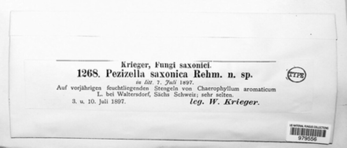 Urceolella saxonica image